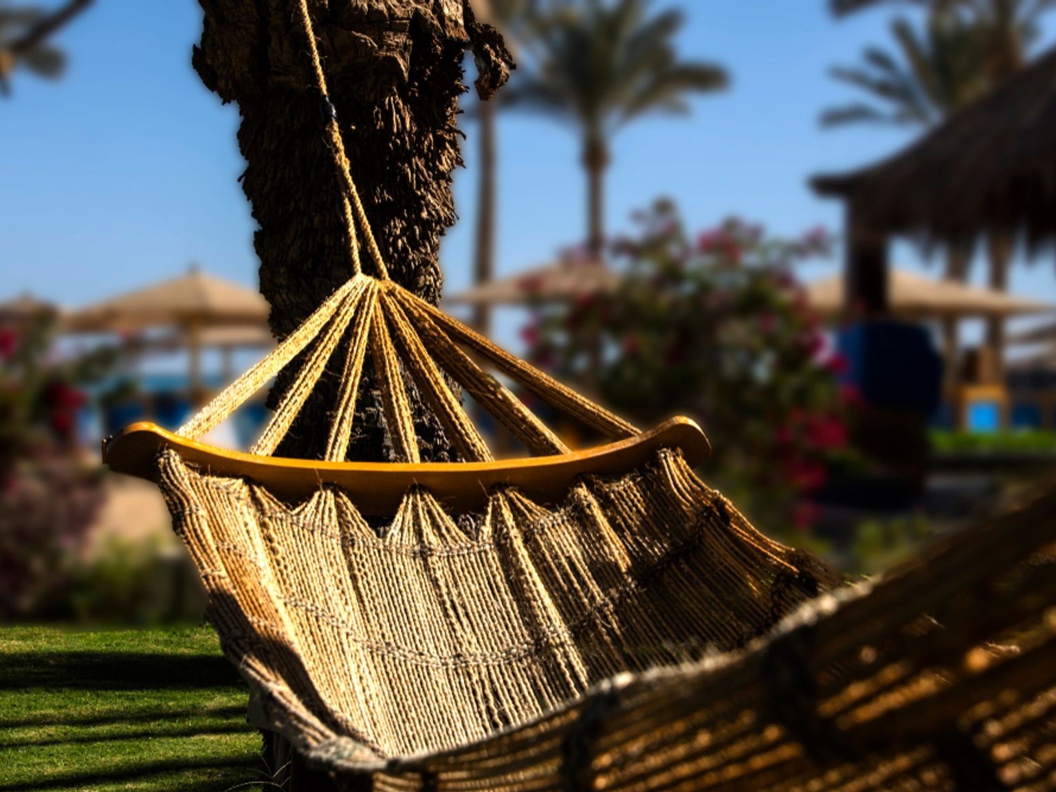 een hangmat hangt aan een boom in een park