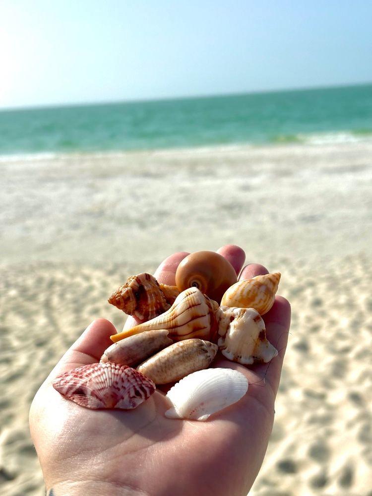 En hand som håller flera snäckskal på en solig strand.