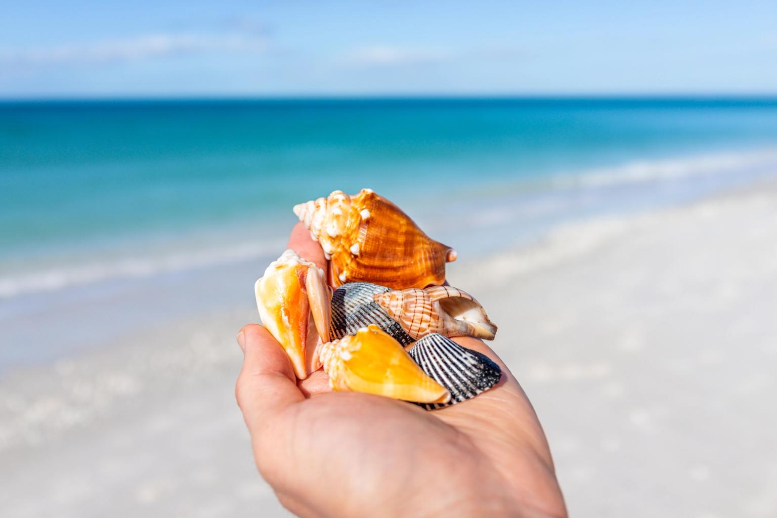 en person håller snäckor i handen på stranden.