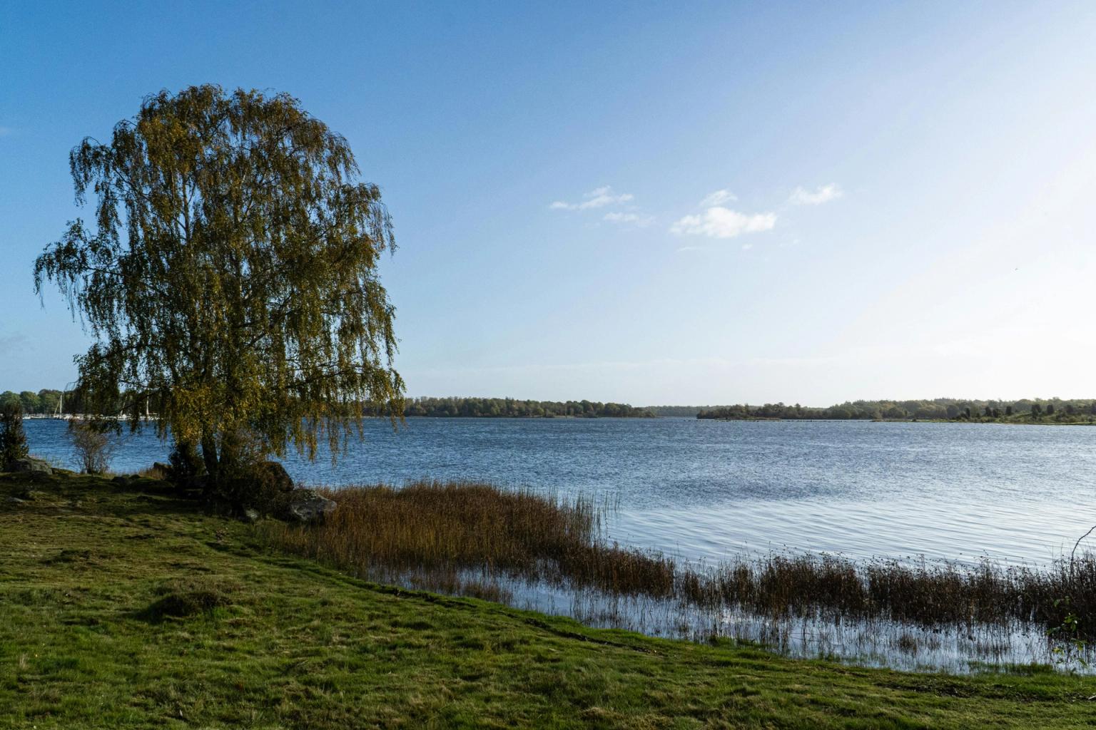 na brzegu jeziora jest drzewo