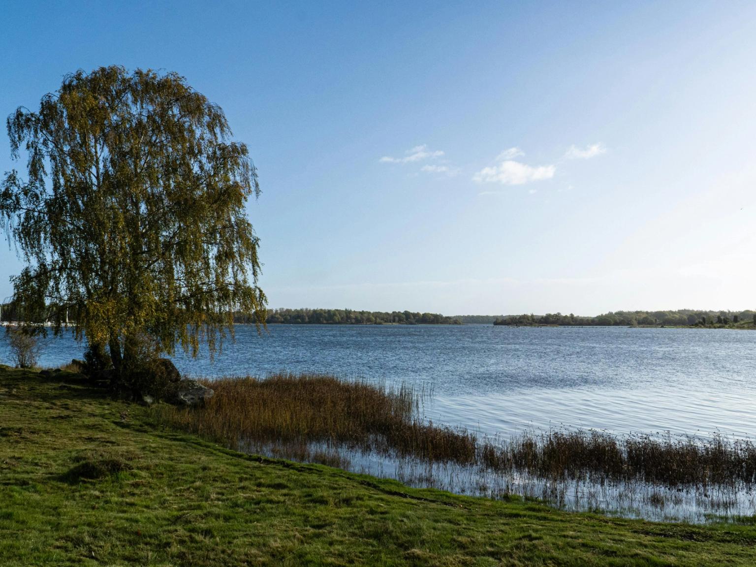 na brzegu jeziora jest drzewo