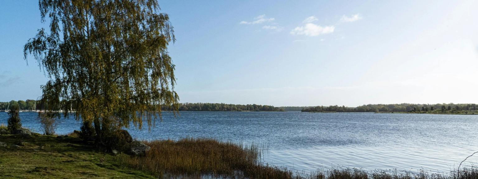 na brzegu jeziora jest drzewo