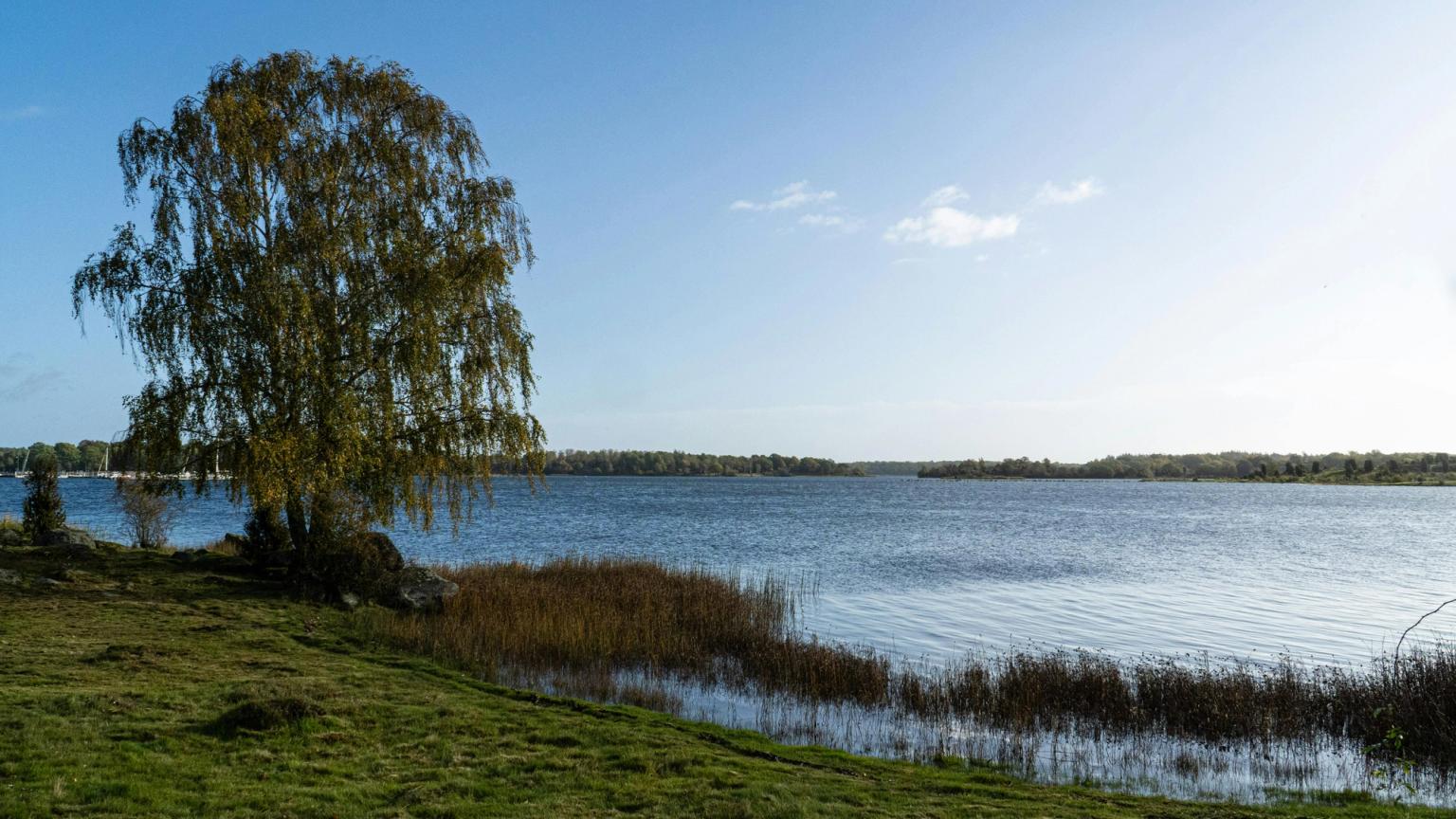 na brzegu jeziora jest drzewo