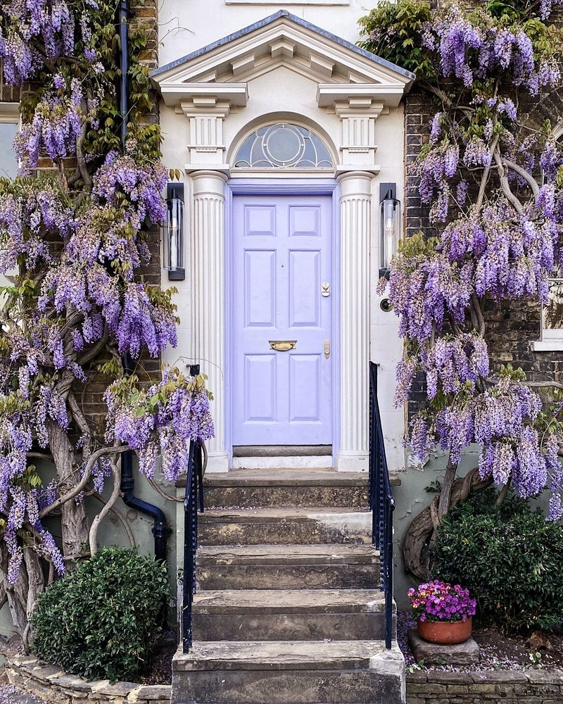 A house entrance with a lavender door flanked by blooming purple wisteria and stone steps. London
