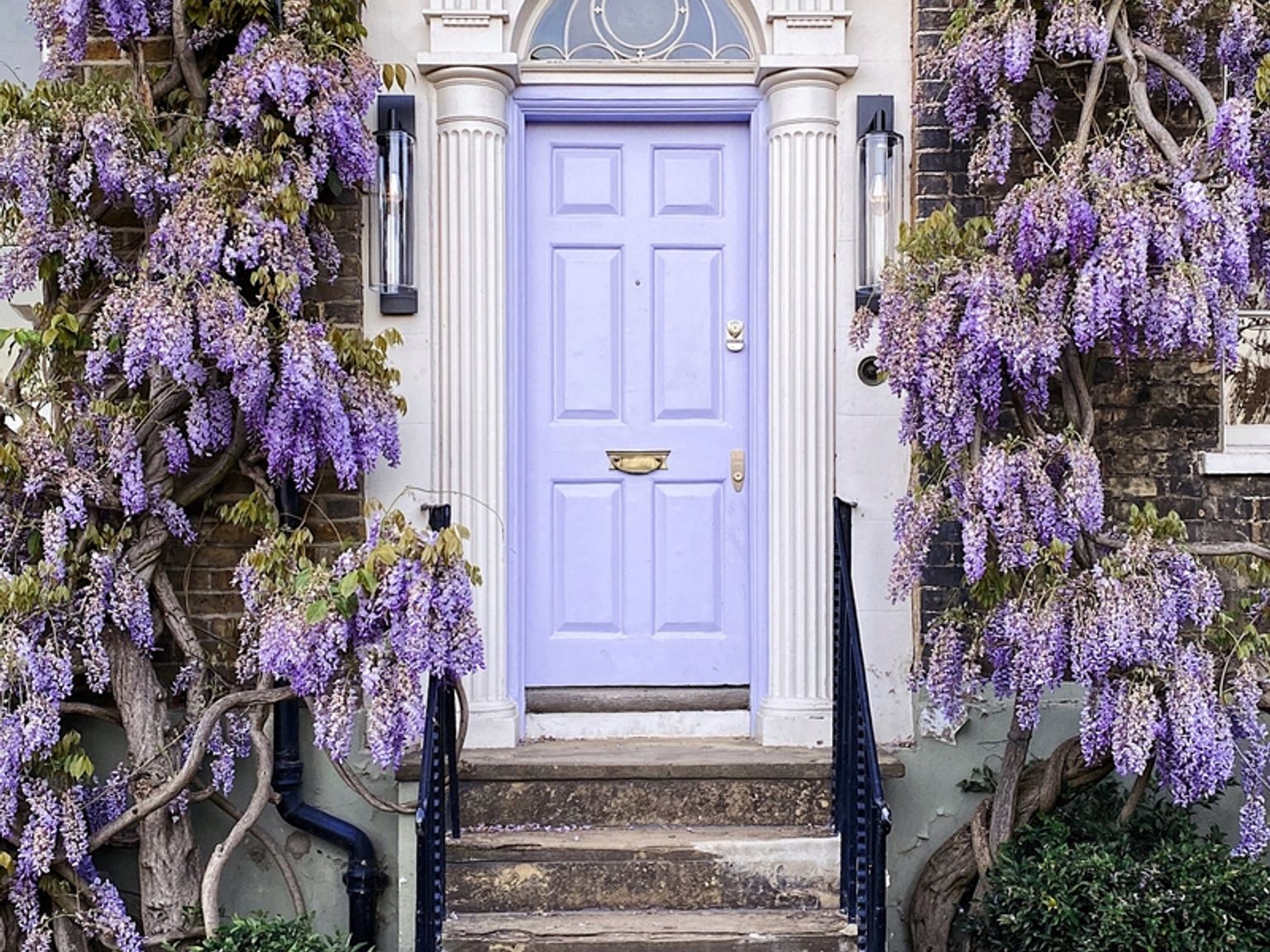 A house entrance with a lavender door flanked by blooming purple wisteria and stone steps. London