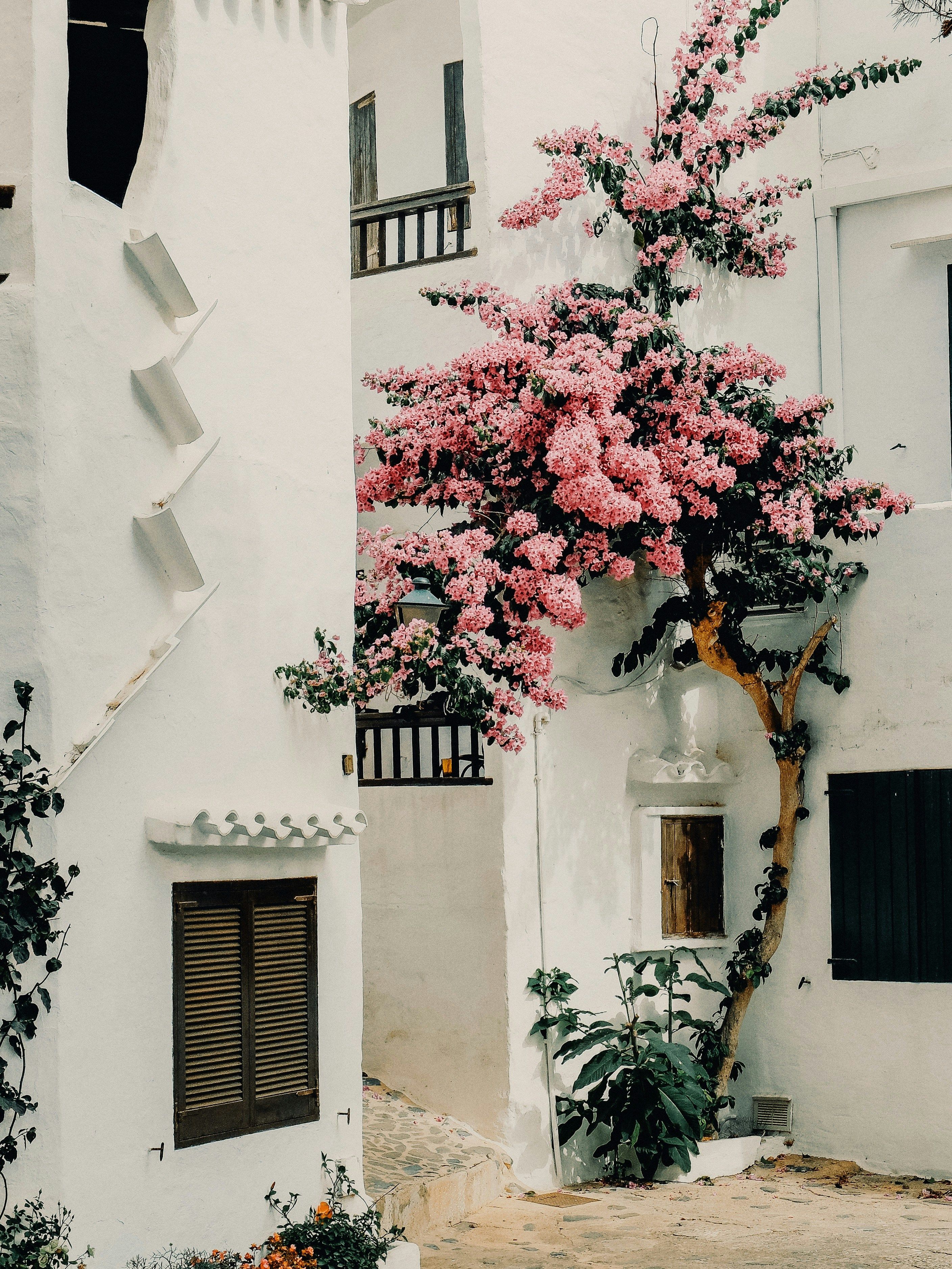 Vita byggnader prydda med livfulla rosa bougainvillea, träfönsterluckor och en stenstig. Menorca