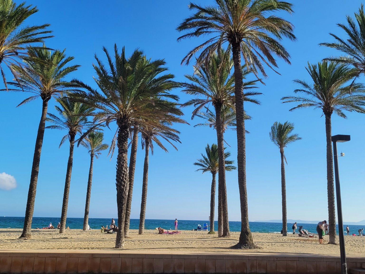 rząd palm na plaży w Barcelonie obok oceanu