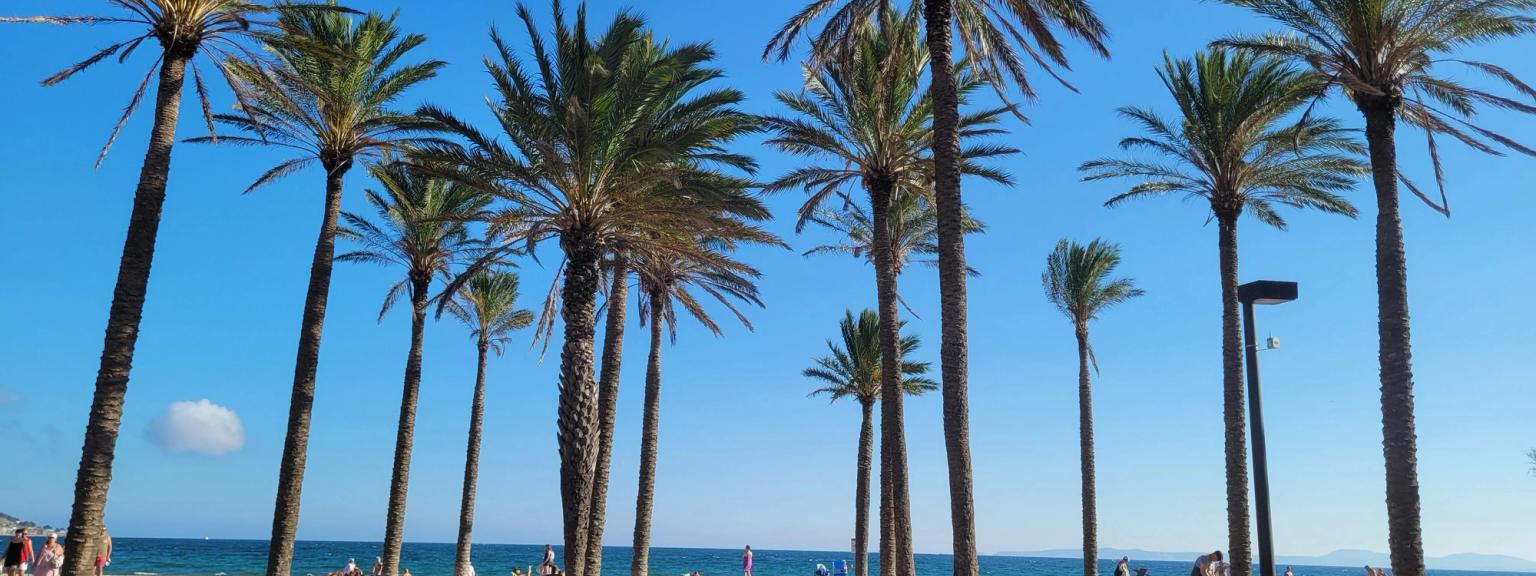 en rad av palmer på Barcelonas strand bredvid havet