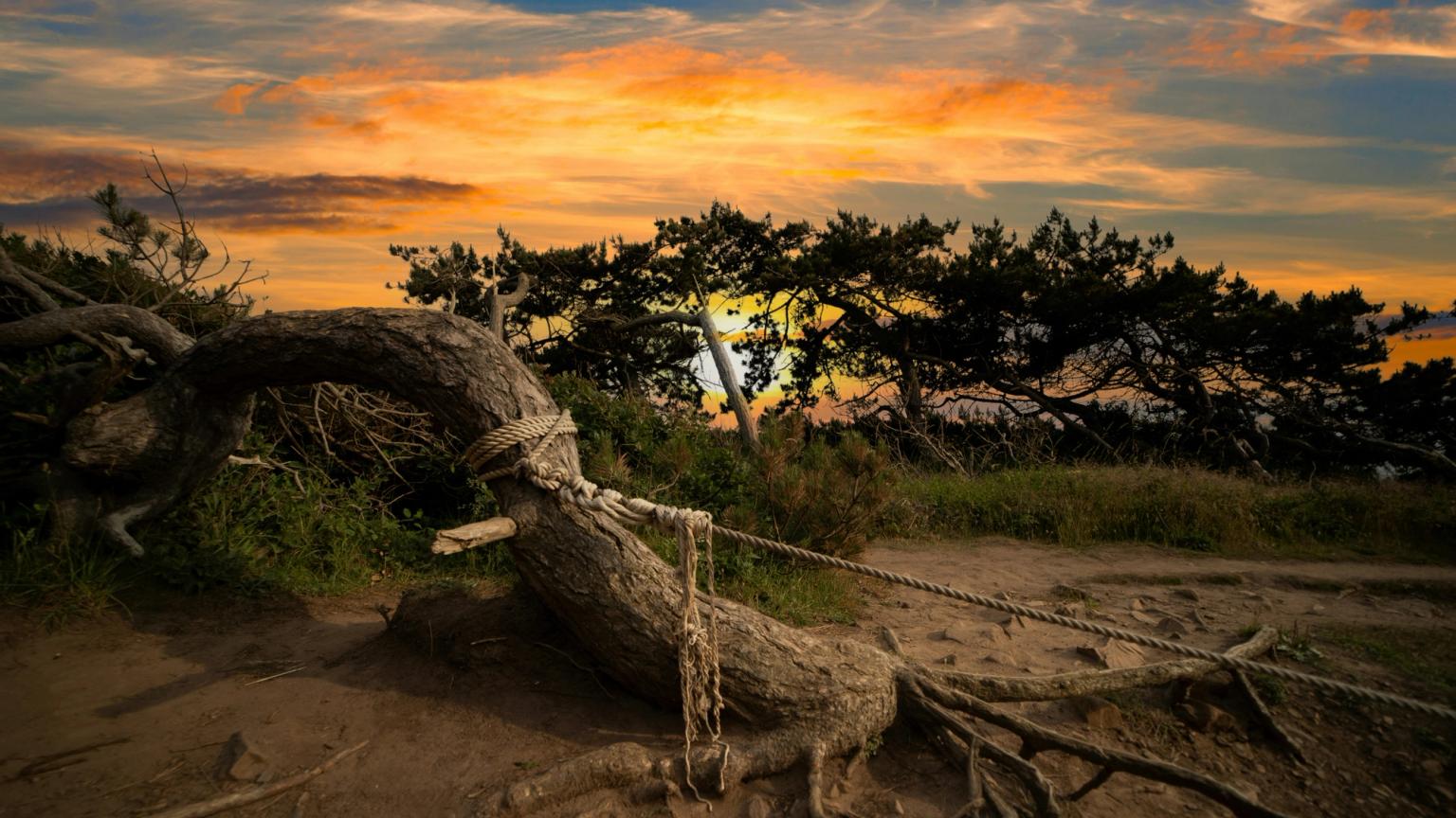 et faldet træ er bundet til et reb med en solnedgang i baggrunden