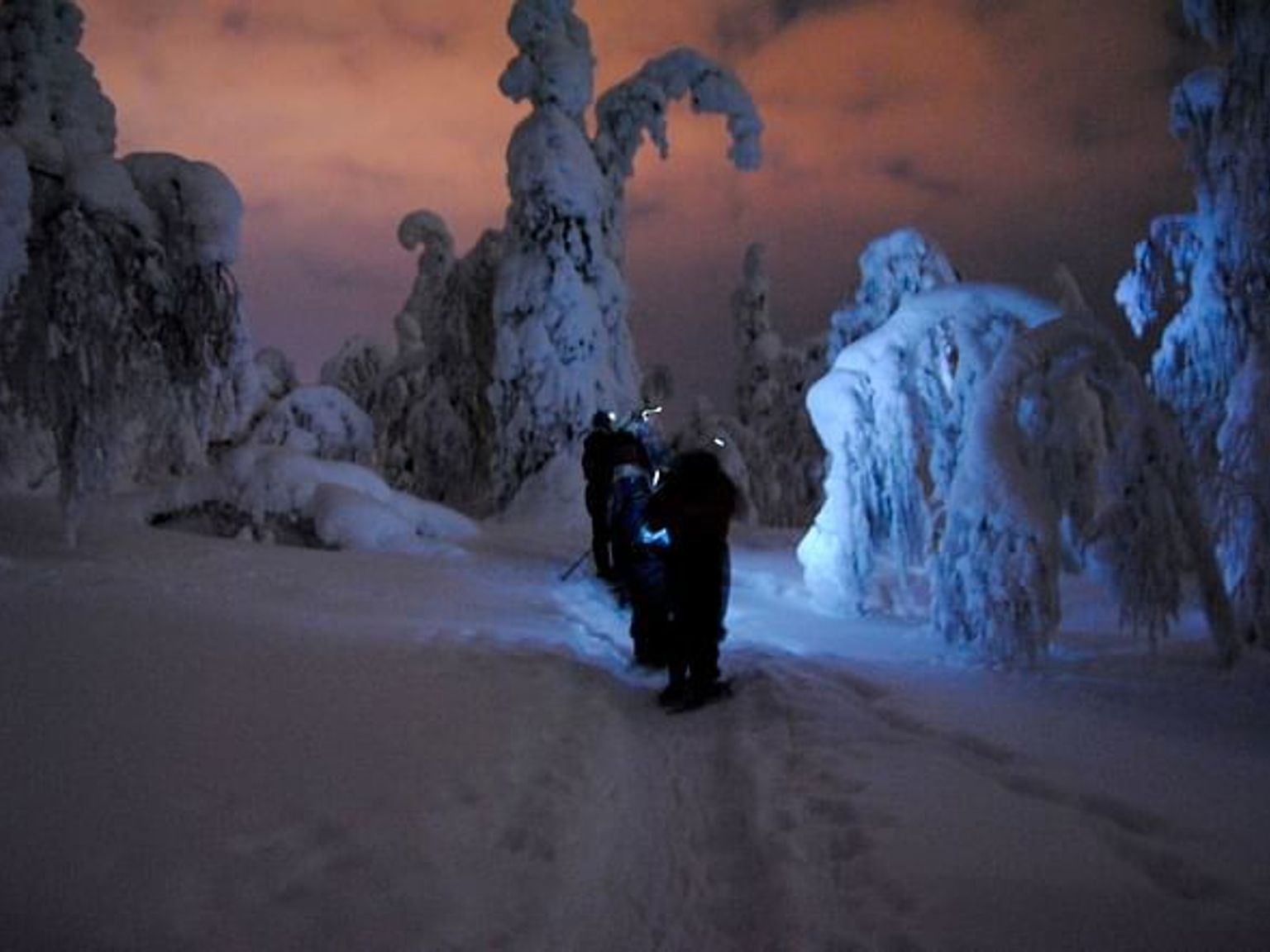 un grupo de personas está caminando por un bosque nevado por la noche