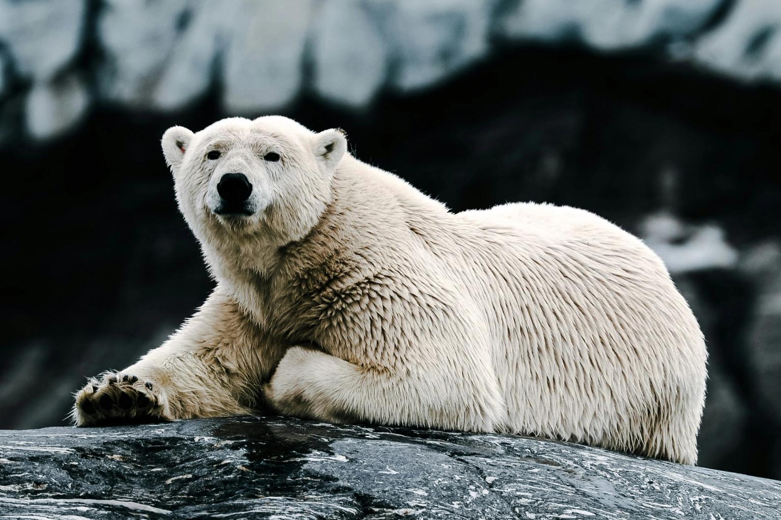 un oso polar tumbado en una roca con una montaña en el fondo