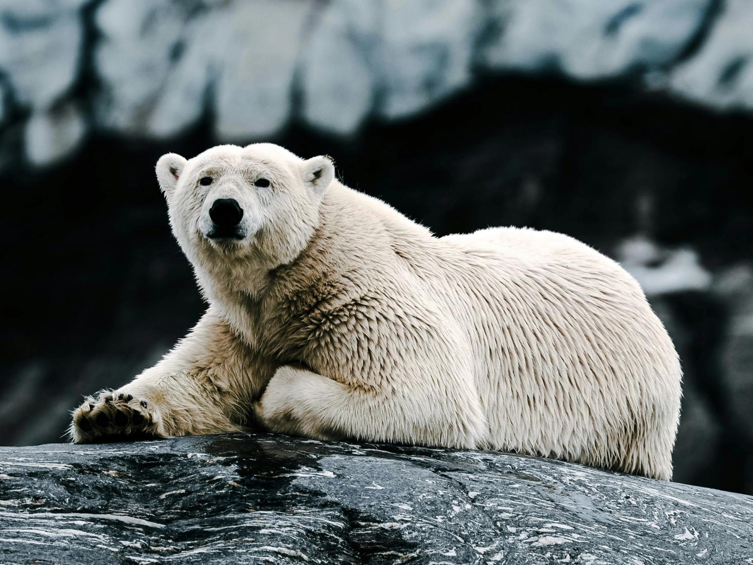 un oso polar tumbado en una roca con una montaña en el fondo