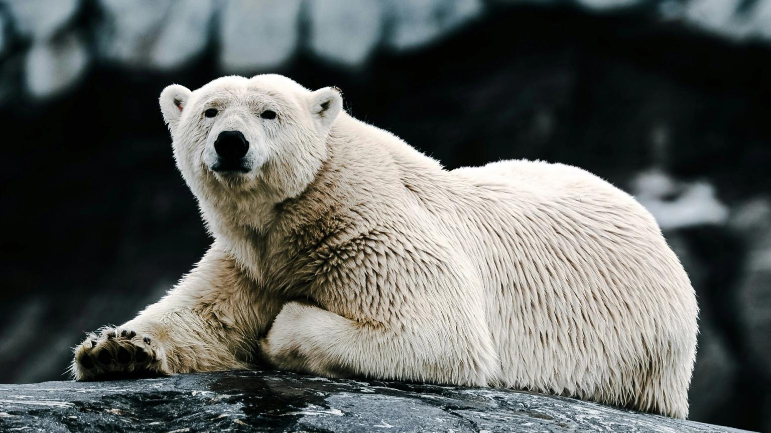 un oso polar tumbado en una roca con una montaña en el fondo