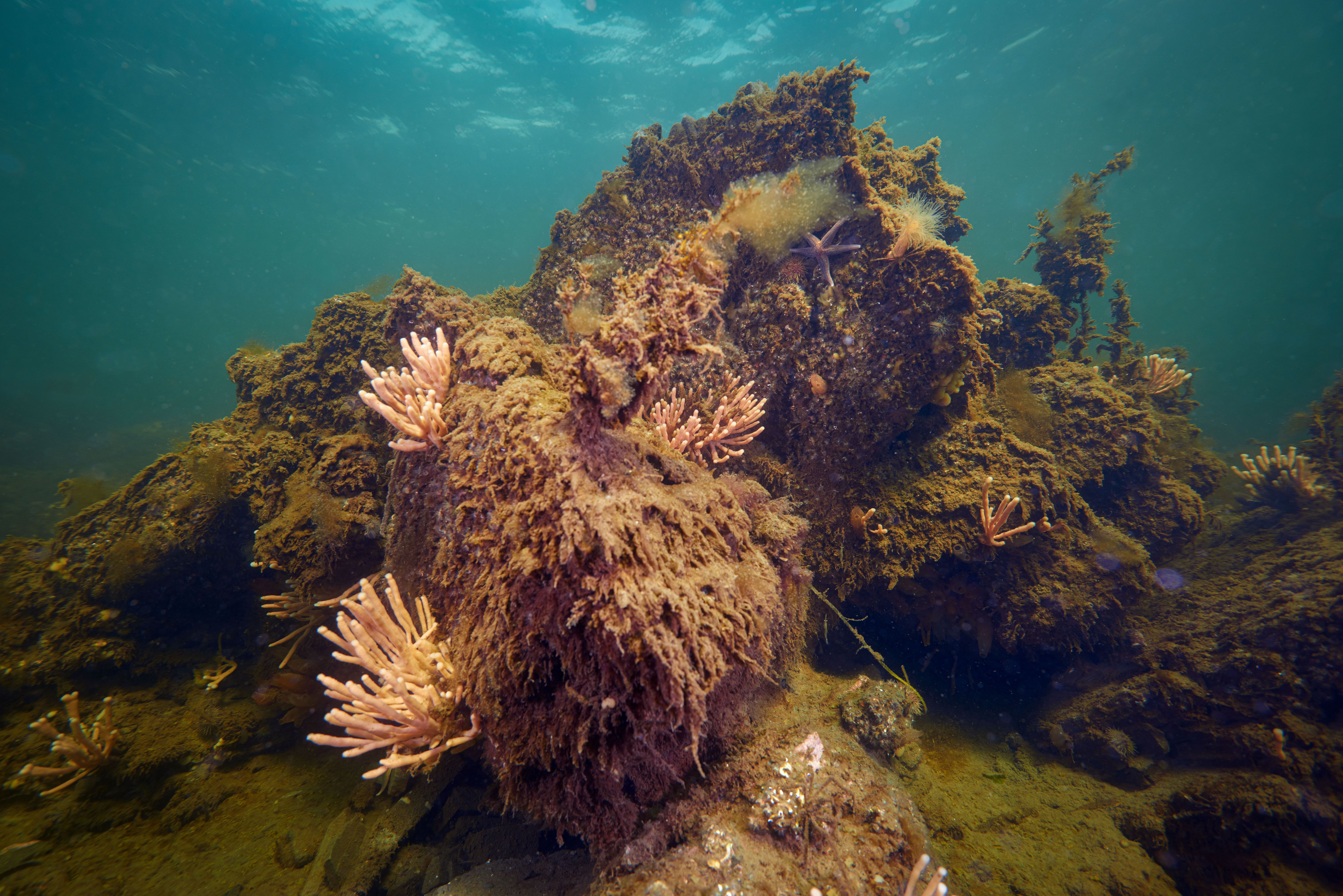 Ett undervattensfoto av en stenig havsbotten med brunt sjögräs och kluster av rosa, koralliknande organismer.