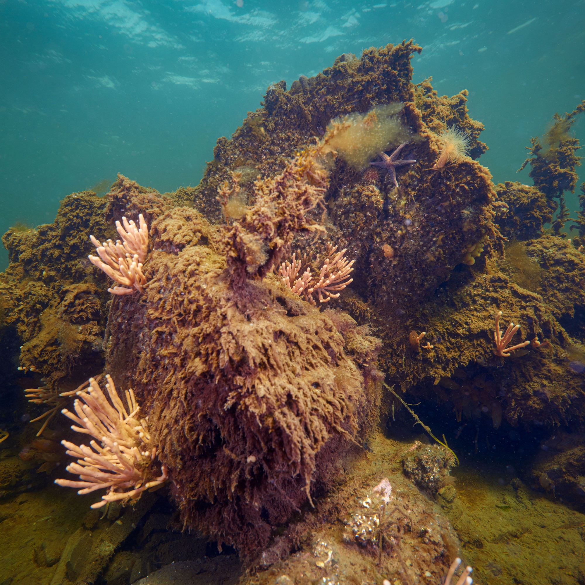 Ett undervattensfoto av en stenig havsbotten med brunt sjögräs och kluster av rosa, koralliknande organismer.