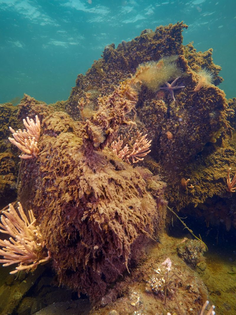 An underwater photo of a rocky seabed with brown seaweed and clusters of pink, coral-like organisms.