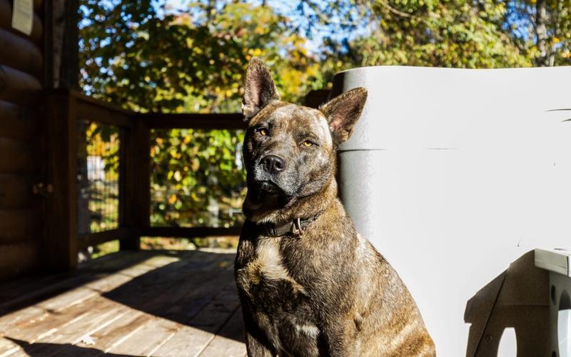 Brindle dog with pointed ears sits on a sunlit wooden deck, partially in shadow, with green trees and blue sky in the background—perfect for guests seeking pet friendly hotels Gatlinburg offers.