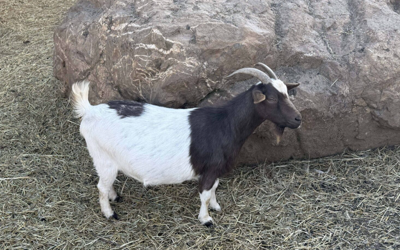 A black and white goat with curved horns stands on straw-covered ground near a large rock, reminiscent of the playful goats at Goats on the Roof in scenic Pigeon Forge, nestled in the Smoky Mountains.
