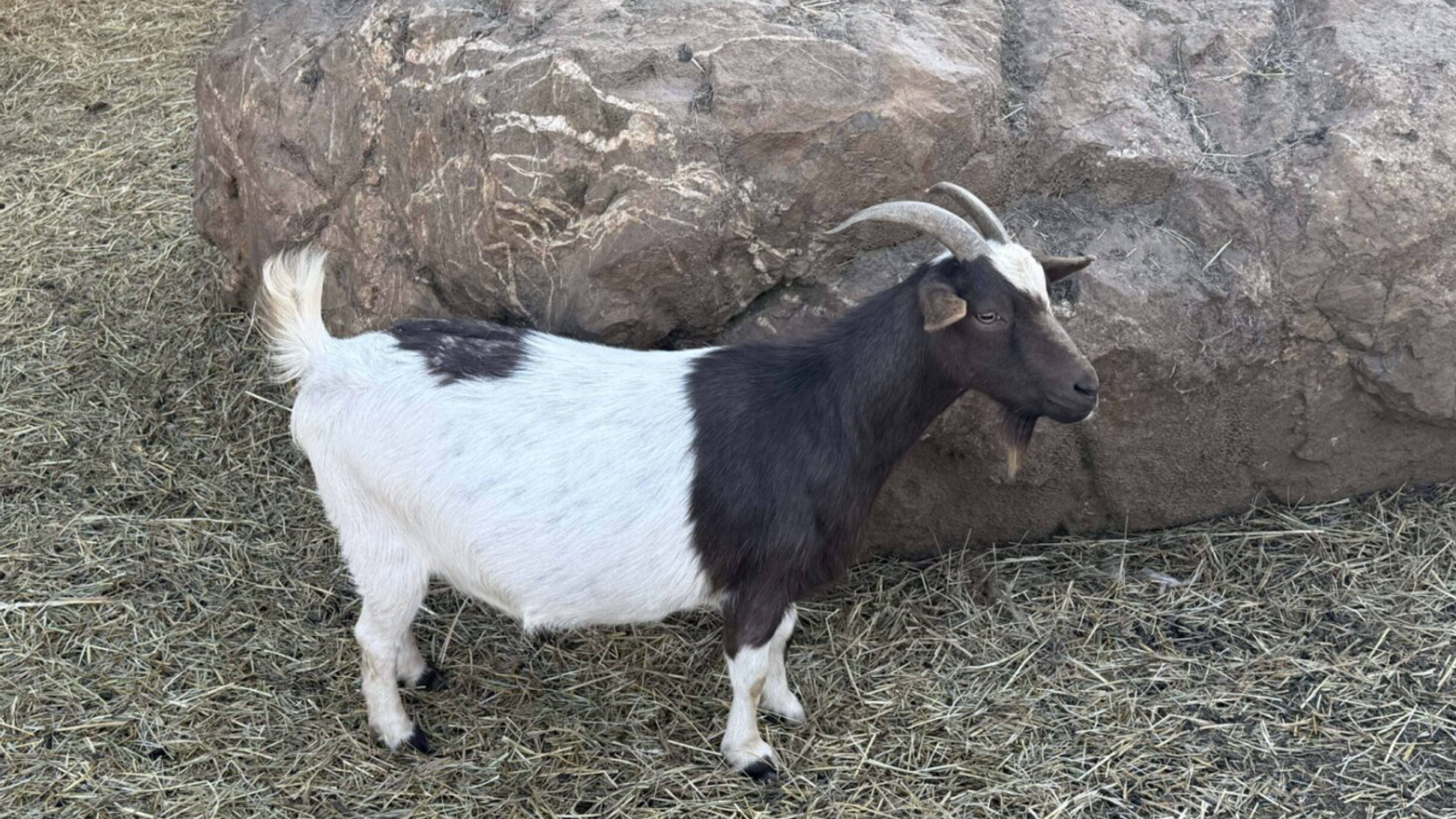 A black and white goat with curved horns stands on straw-covered ground near a large rock, reminiscent of the playful goats at Goats on the Roof in scenic Pigeon Forge, nestled in the Smoky Mountains.