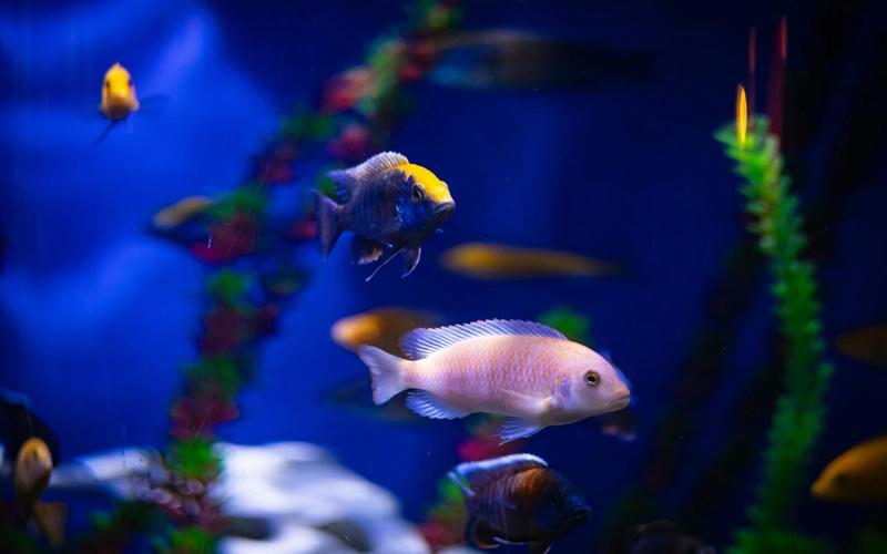 Colorful fish swim in a blue-lit aquarium at Ripley’s Aquarium of the Smokies, with green and red aquatic plants and a blurred background, featuring a prominent light pink fish in the foreground.