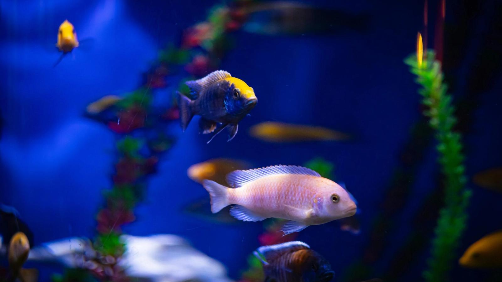 Colorful fish swim in a blue-lit aquarium at Ripley’s Aquarium of the Smokies, with green and red aquatic plants and a blurred background, featuring a prominent light pink fish in the foreground.