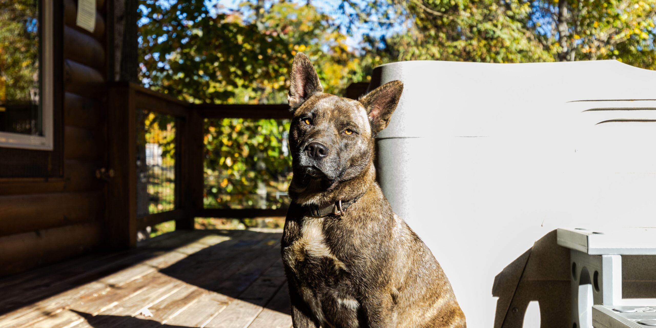 Brindle dog with pointed ears sits on a sunlit wooden deck, partially in shadow, with green trees and blue sky in the background—perfect for guests seeking pet friendly hotels Gatlinburg offers.