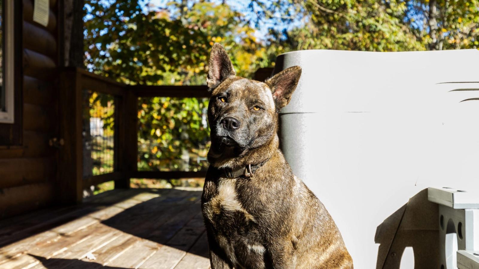 Brindle dog with pointed ears sits on a sunlit wooden deck, partially in shadow, with green trees and blue sky in the background—perfect for guests seeking pet friendly hotels Gatlinburg offers.
