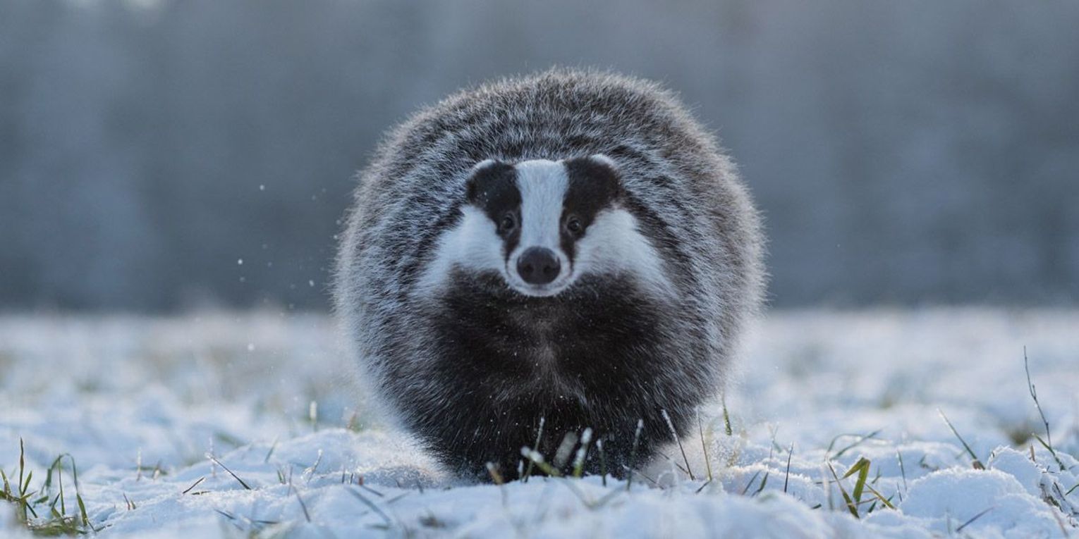 The Spirit of the Badger