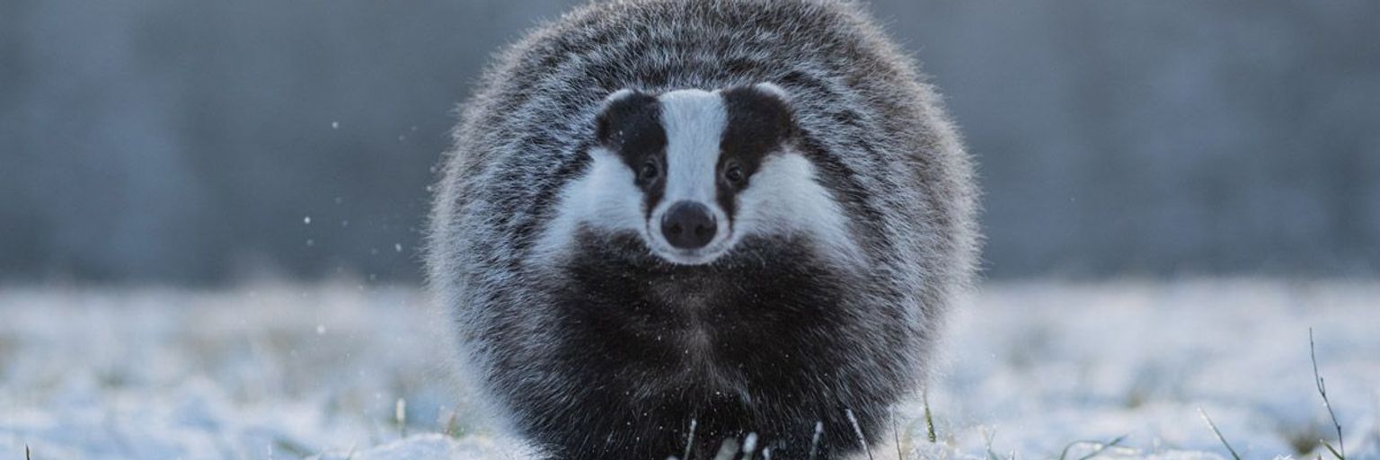 The Spirit of the Badger