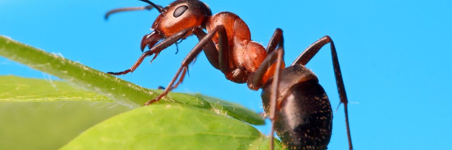 The Spirit of the Ant