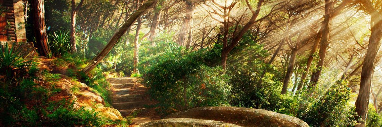 The ins and outs of Forest Bathing