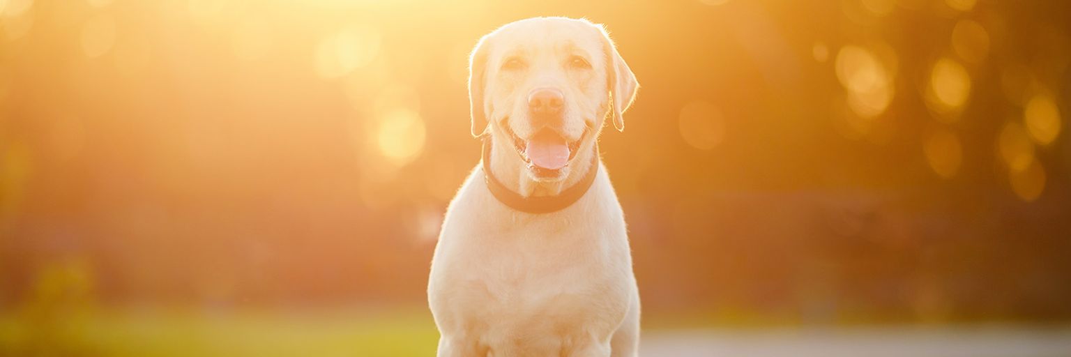 How to Communicate With Your Deceased Pet?