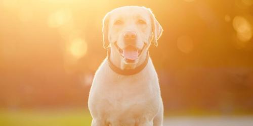 How to Communicate With Your Deceased Pet?