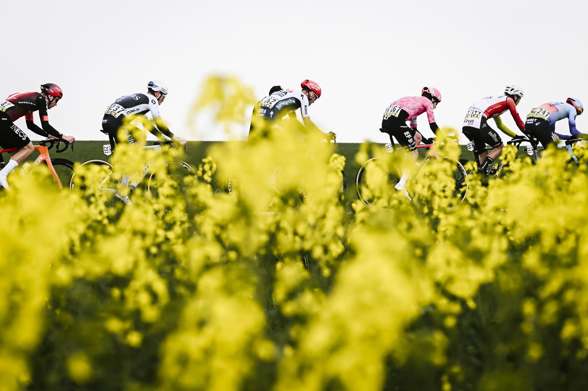 Peloton including Lazkano racing Paris-Roubaix with flower foreground (68 chars)