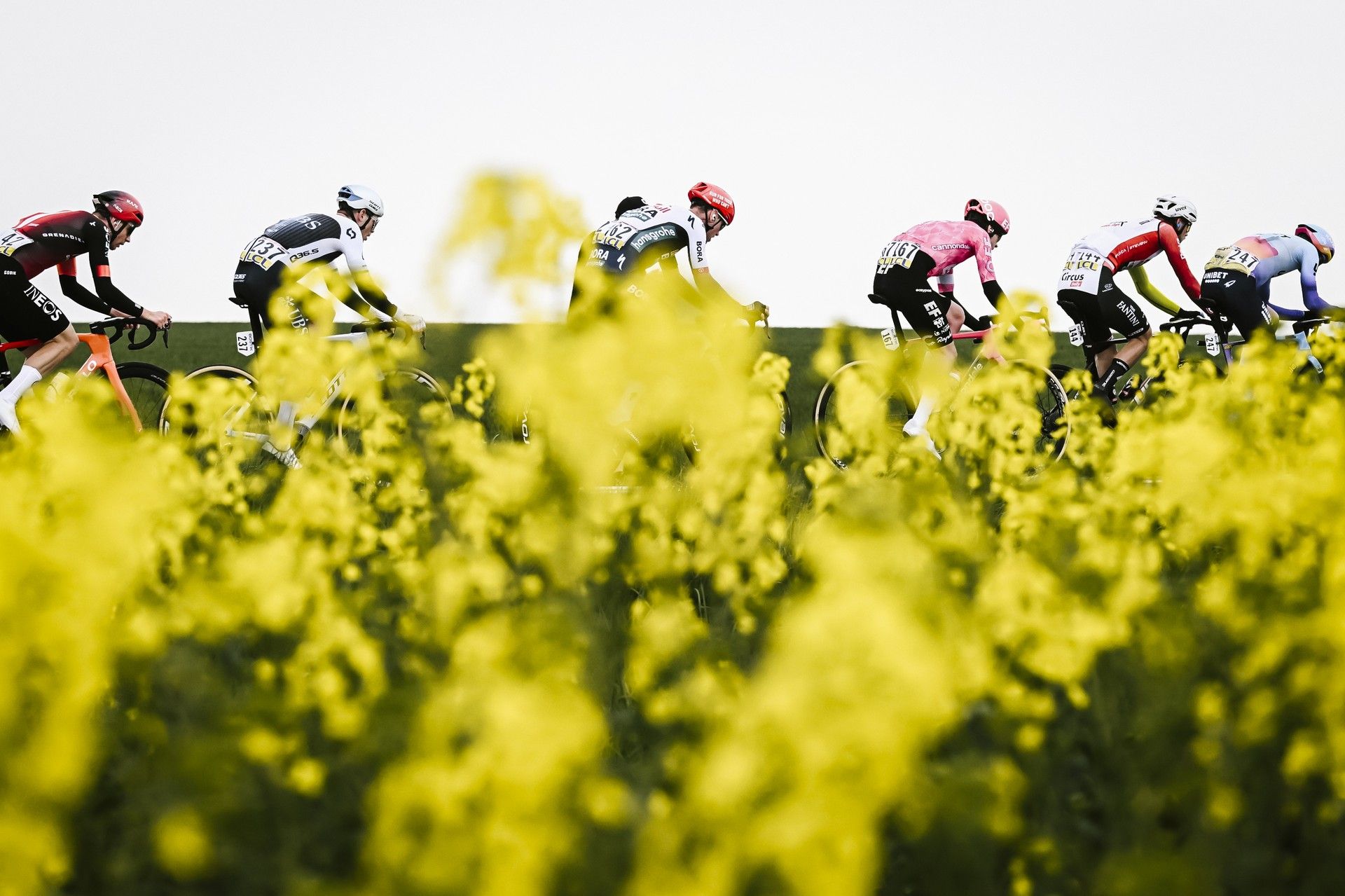 Peloton including Lazkano racing Paris-Roubaix with flower foreground (68 chars)