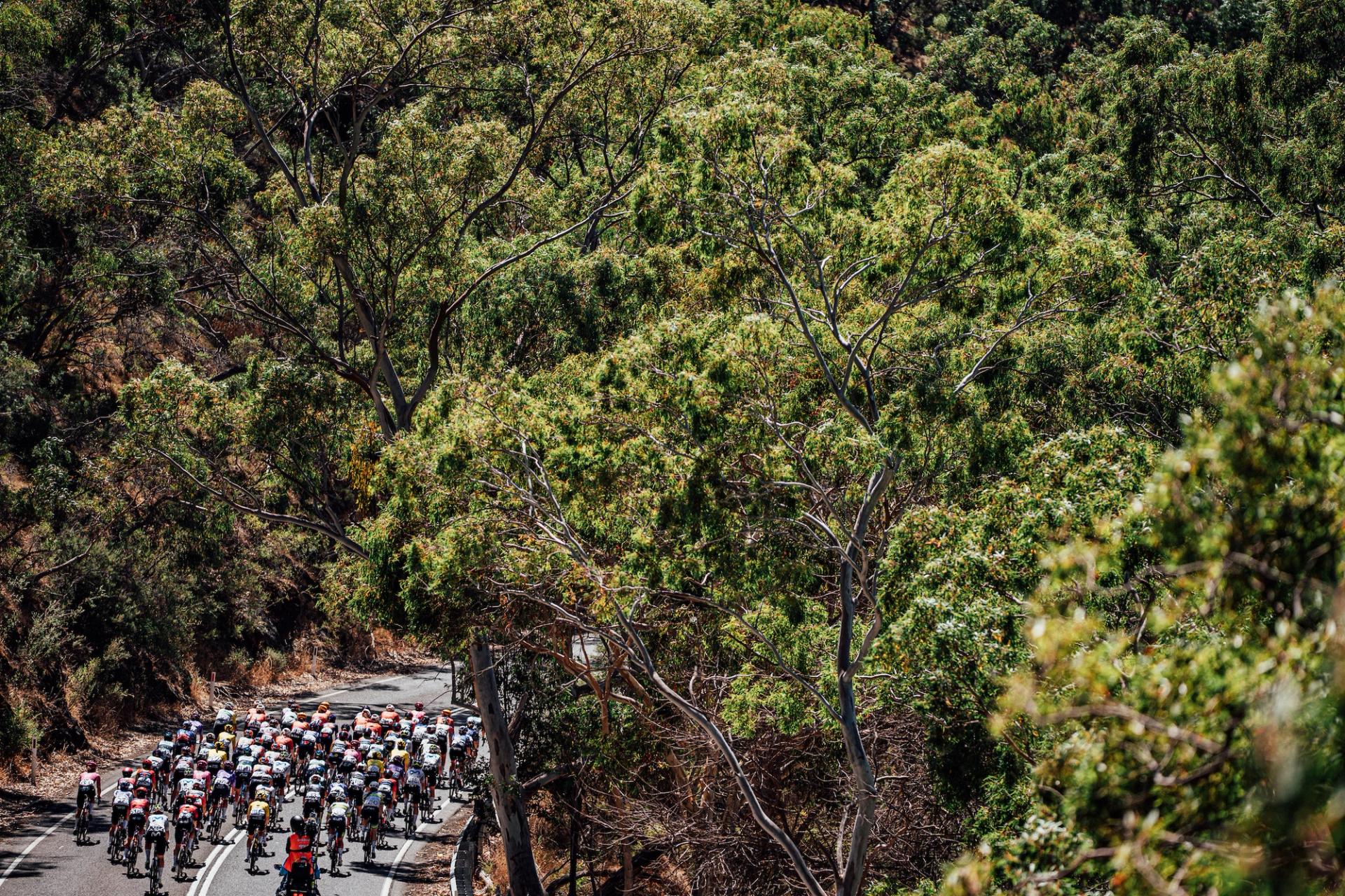 Riders climbing an ascent on the Santos Women's Tour Down Under