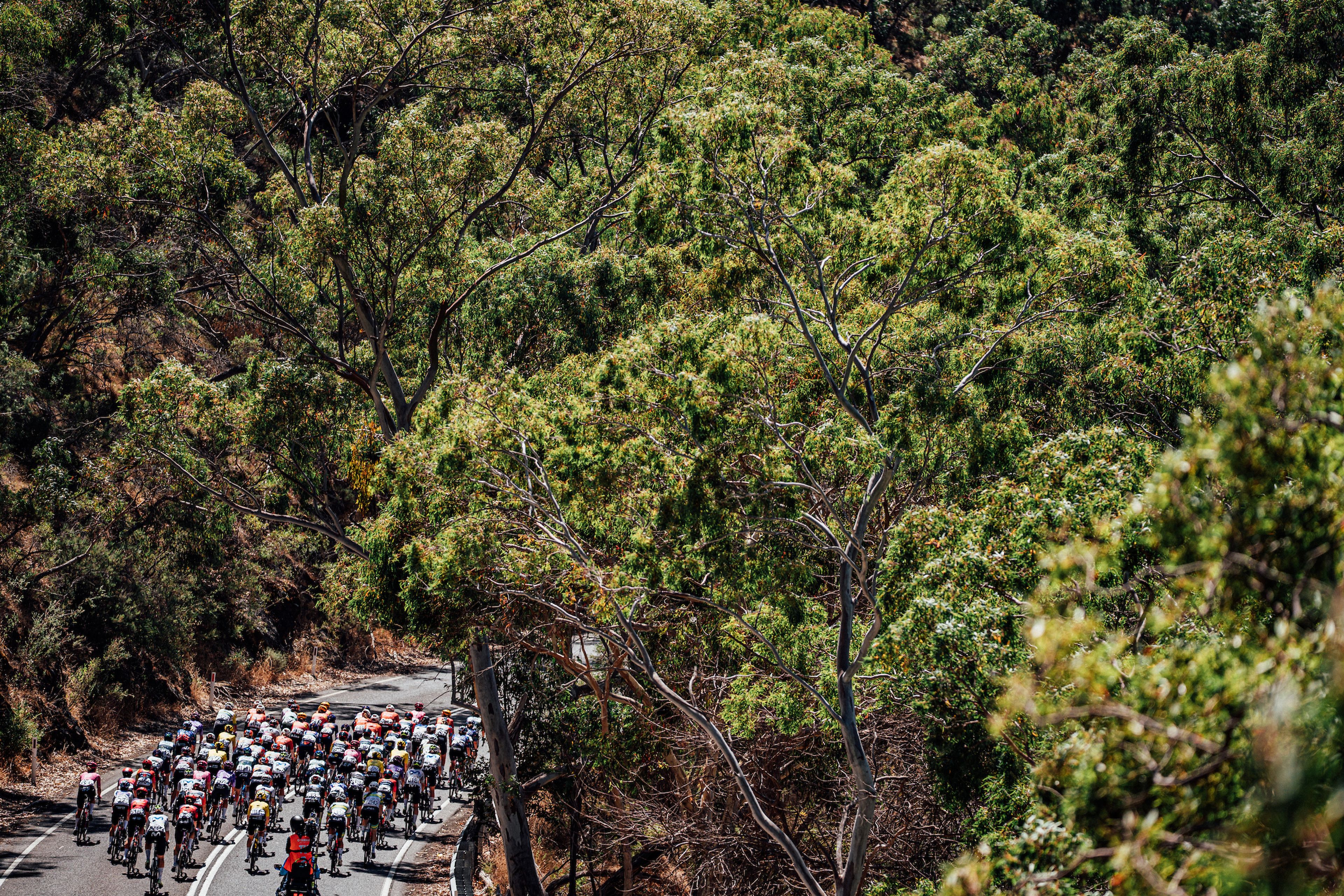 Riders climbing an ascent on the Santos Women's Tour Down Under
