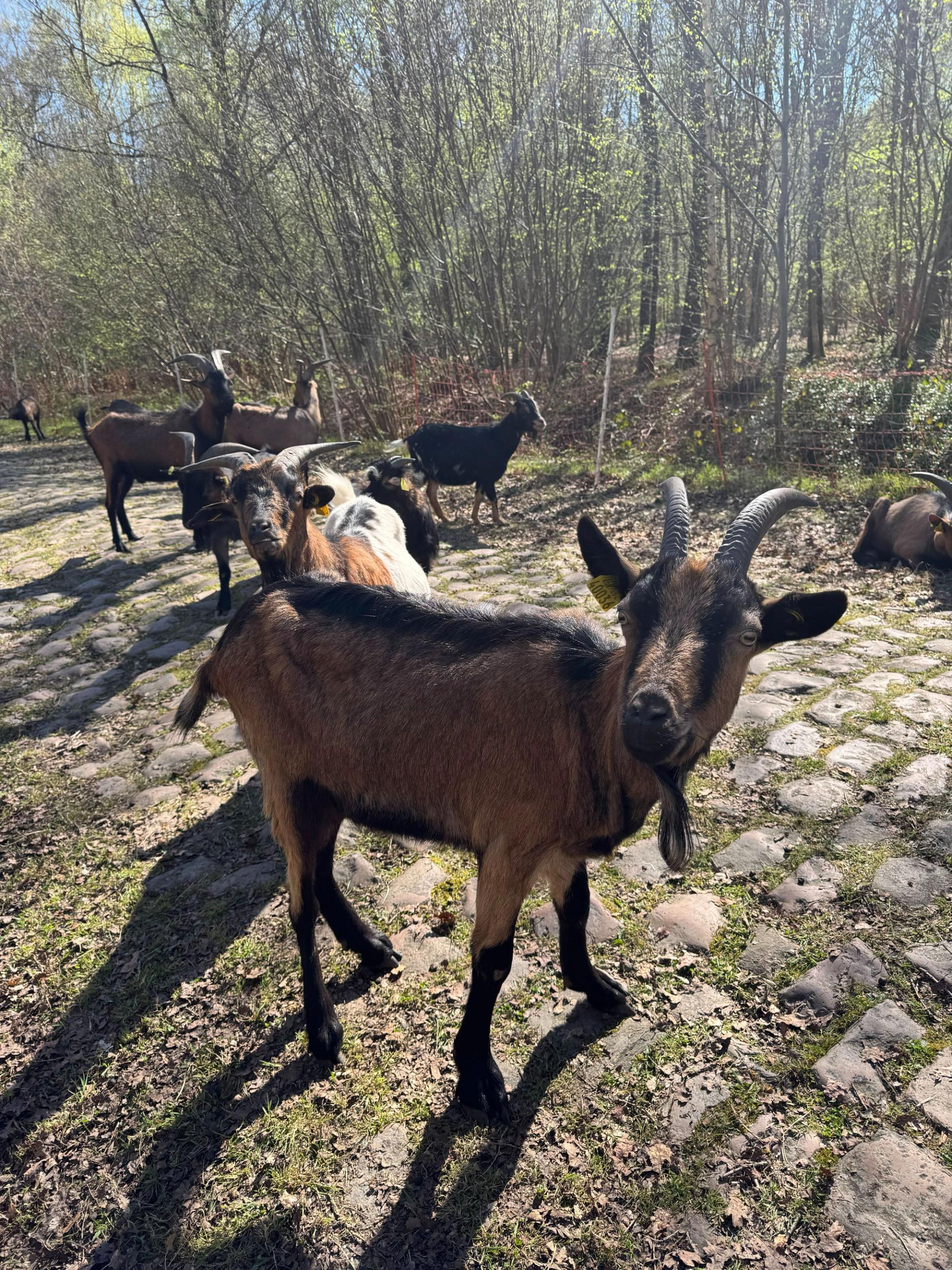 The Paris-Roubaix goats have already done their essential trimming on the Trouée d'Arenberg 