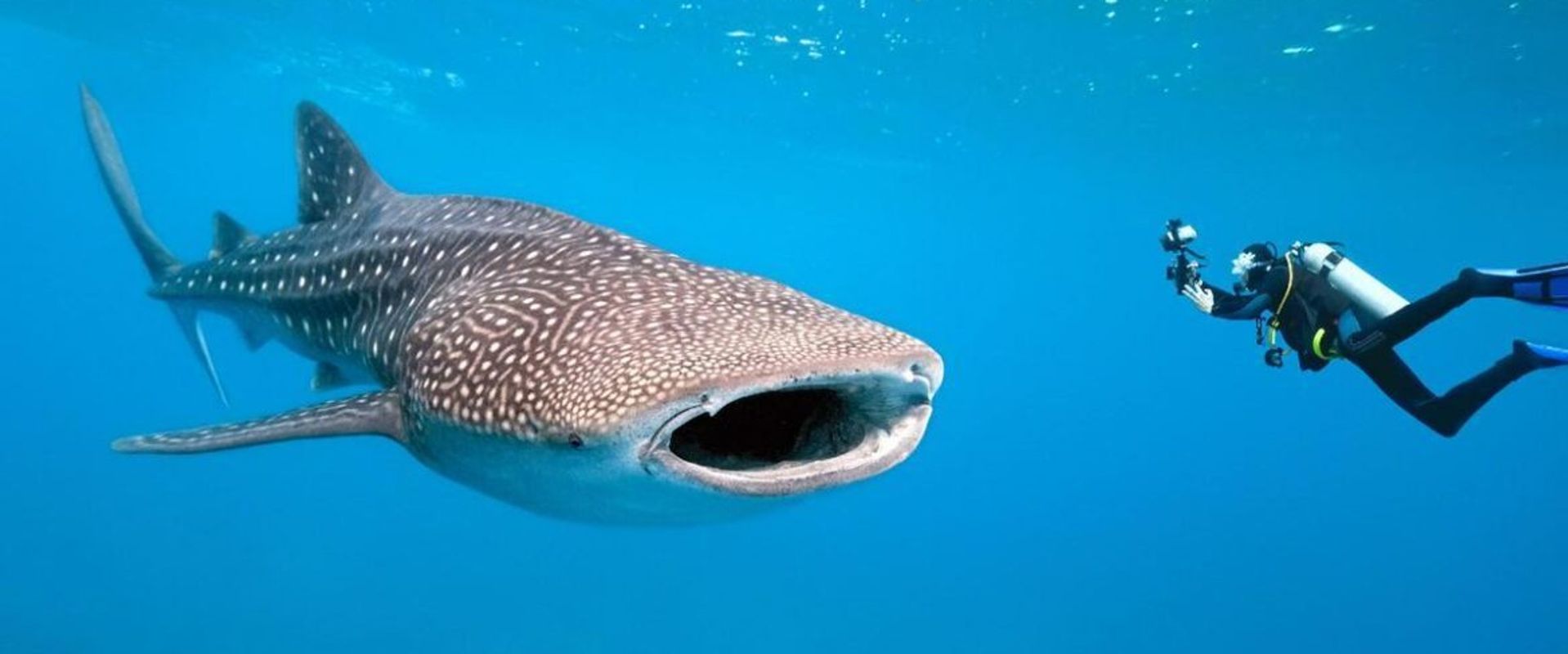 Meet the Giants of the Sea: Swimming with Whale Sharks in Australia