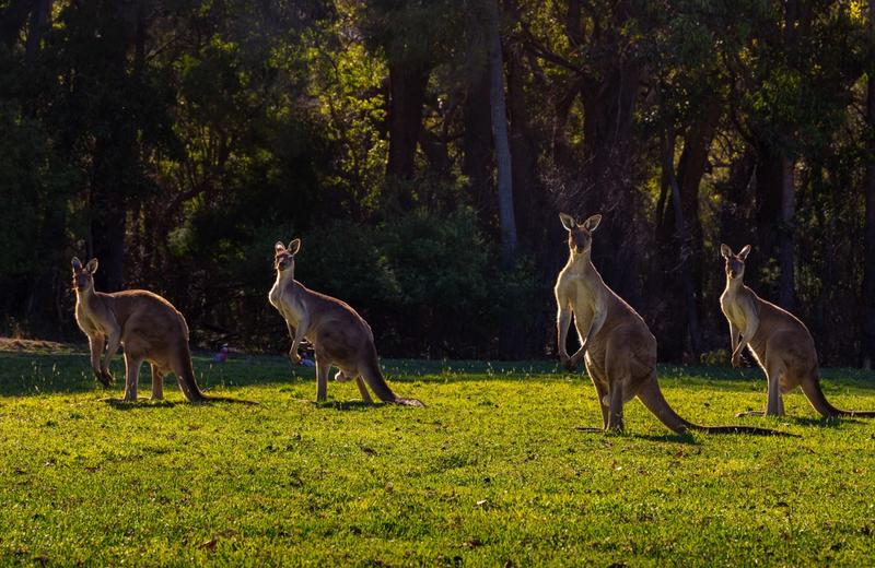 Australia with the Family