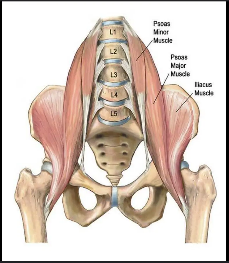 Diagram of the psoas minor, psoas major, and iliacus muscles beside lumbar vertebrae L1–L5.