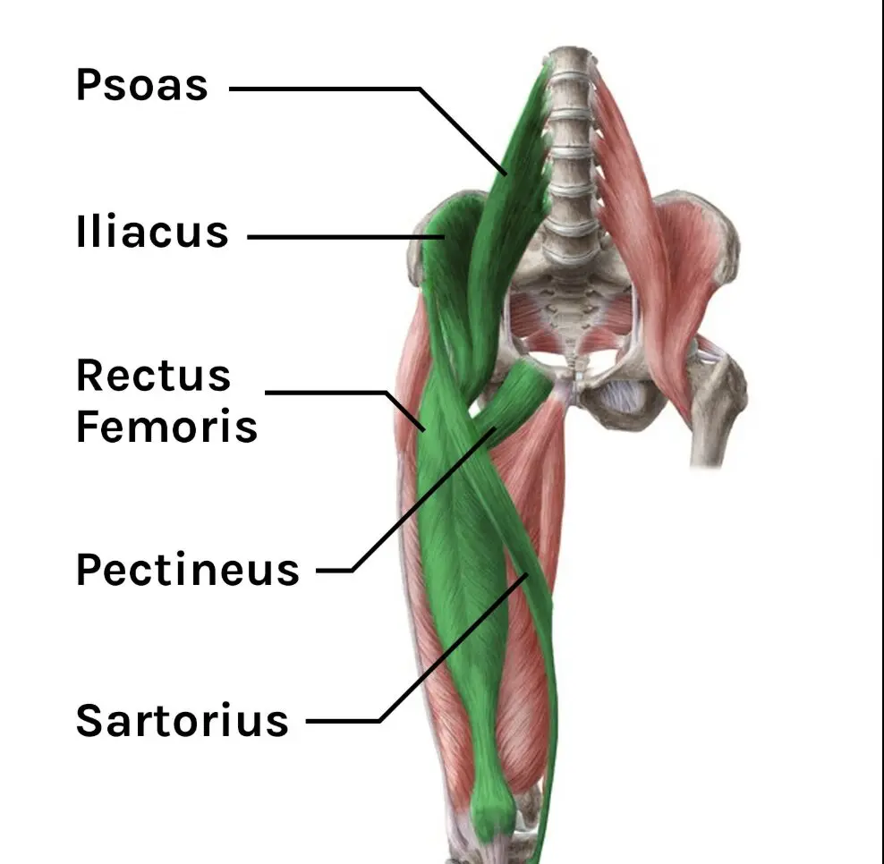 Diagram showing five hip flexor muscles: psoas, iliacus, rectus femoris, pectineus, and sartorius.