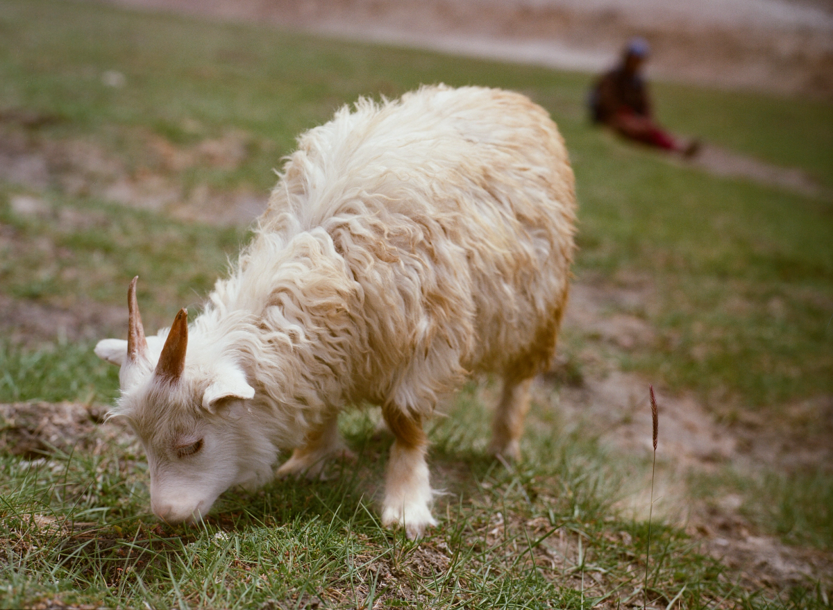 A Pashmina goat kid grazing