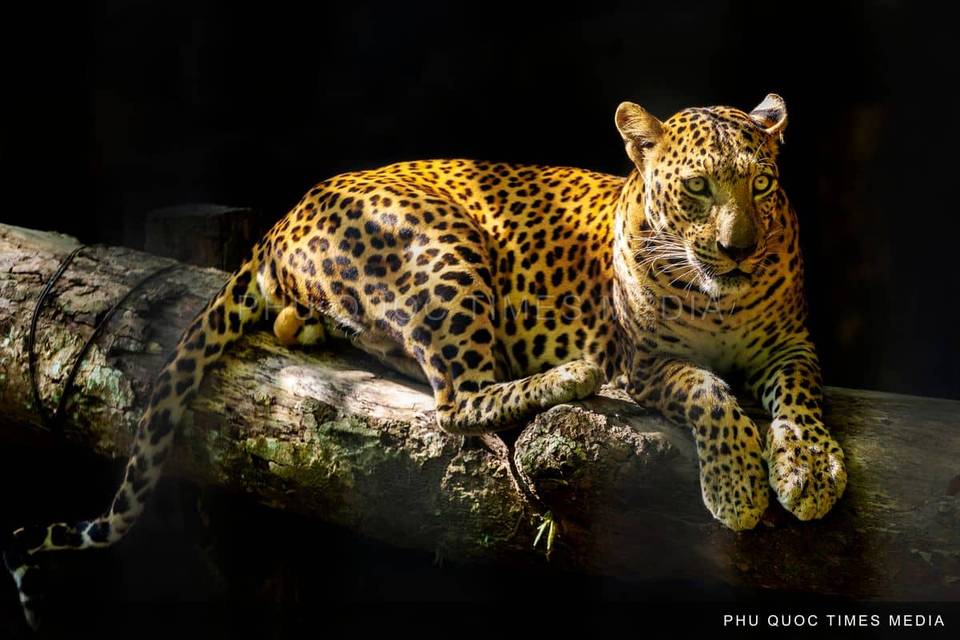 A spotted big cat resting on a rock, looking towards the camera