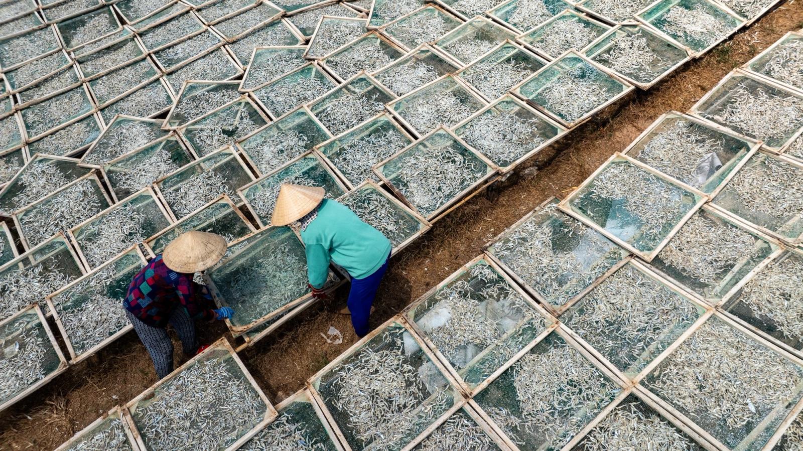 People handling trays of fish in an outdoor drying area.