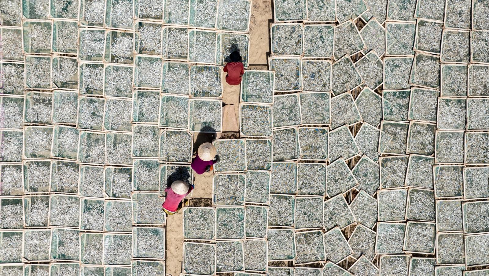 People walking between rows of fish-drying trays viewed from above.