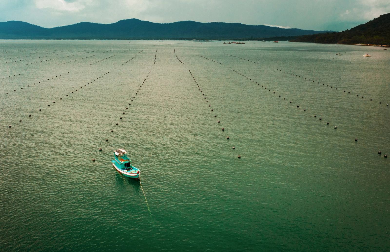 A boat among rows of pearl-farm floats in a sheltered bay.