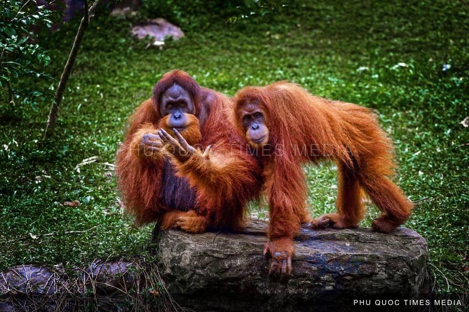 Two orangutans beside a fallen log against green foliage