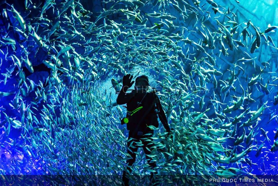 A silhouetted diver surrounded by a dense school of fish in blue aquarium water