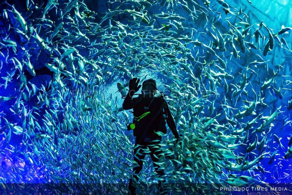 A silhouetted diver surrounded by a dense school of fish in blue aquarium water